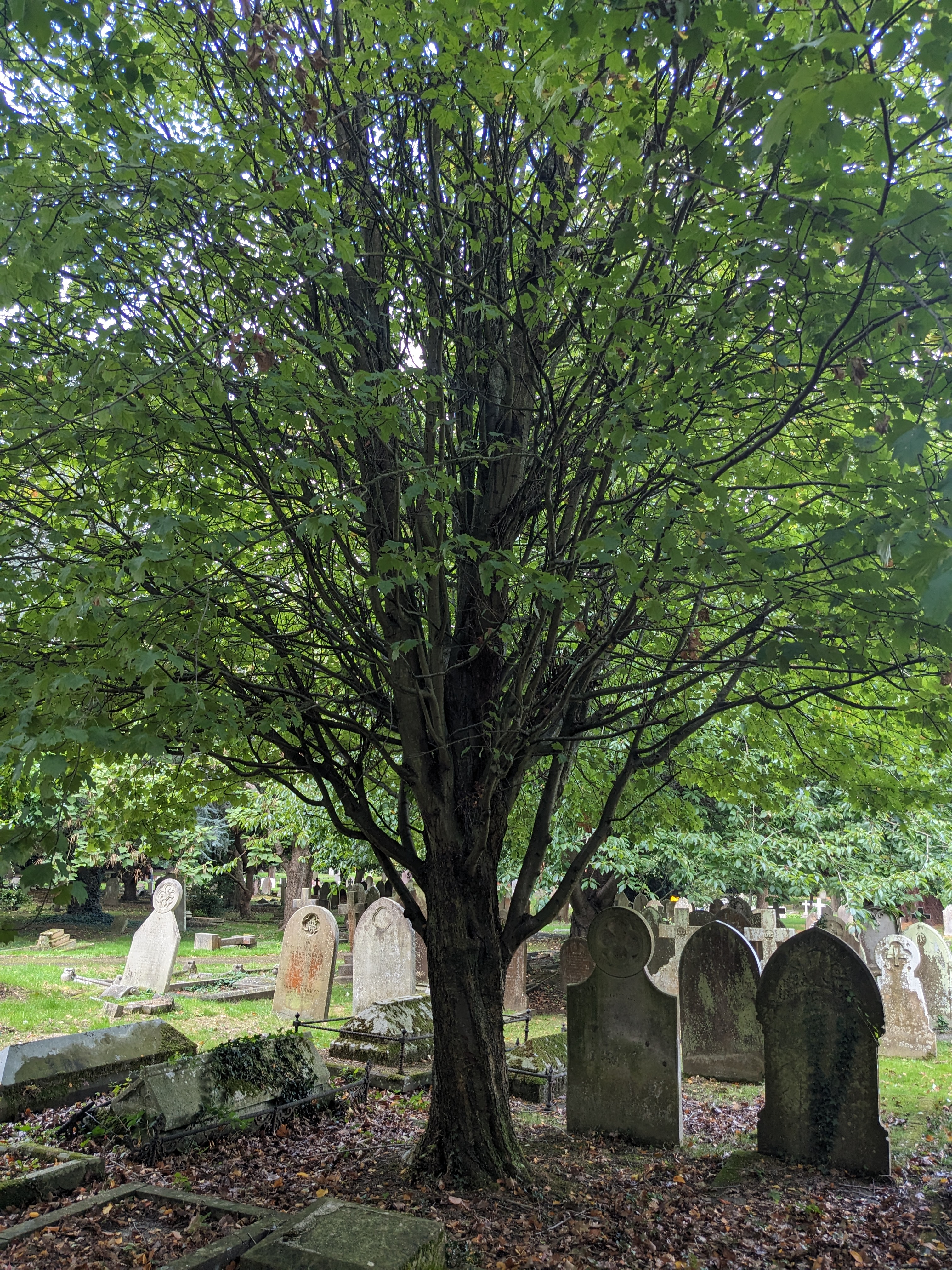 Wild Service Tree. (Photo: Anna Ritchie.)